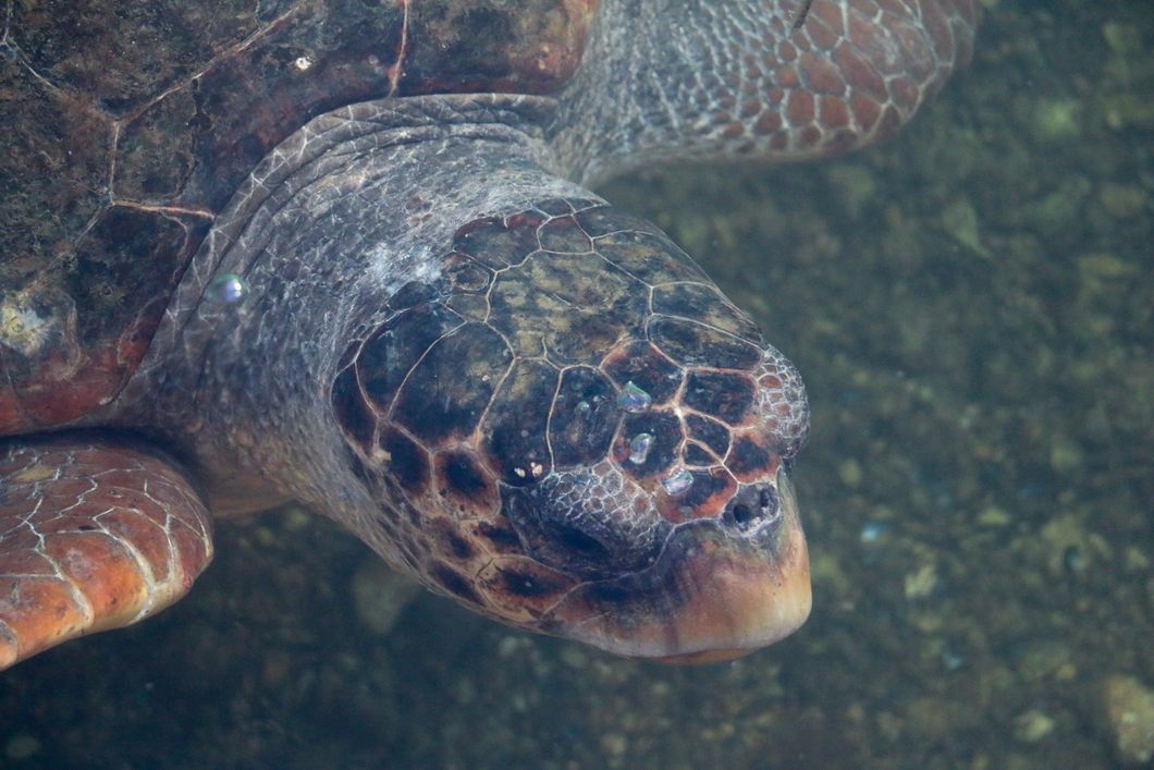 freiwilligenarbeit-griechenland-kefalonia-meeresschildkroete-im-wasser-nahaufnahme-natucate