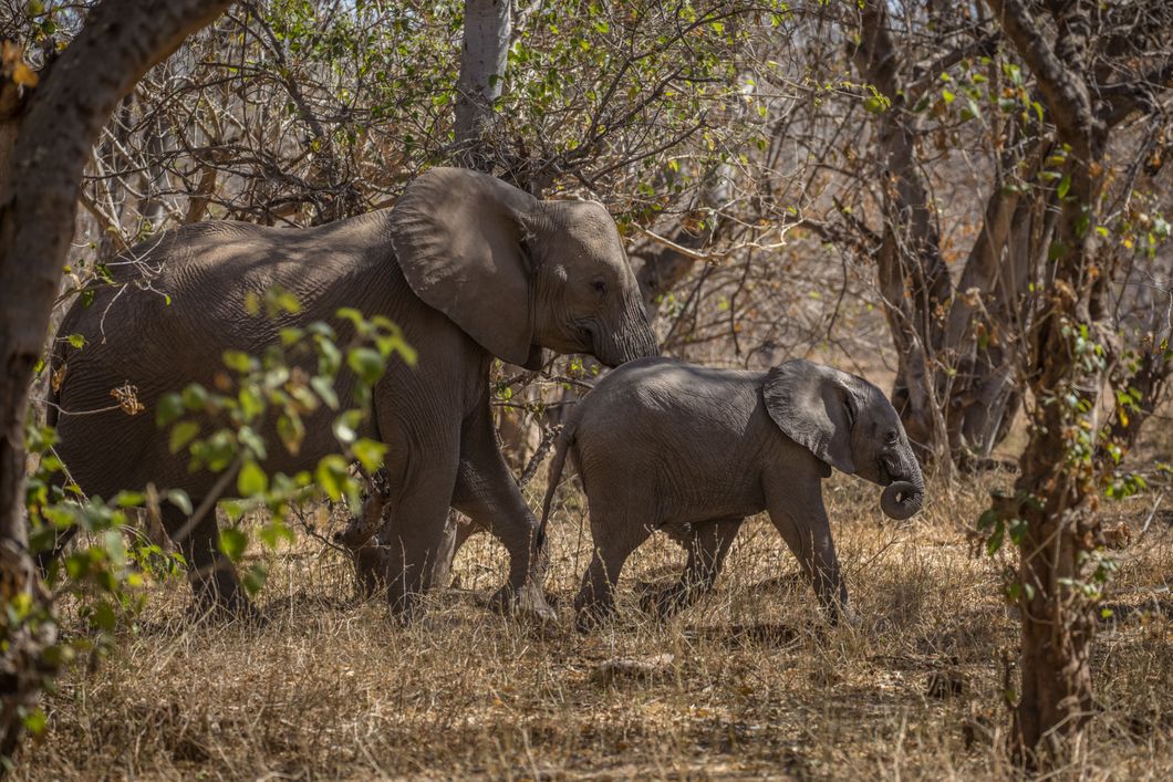 naturkurs-suedafrika-ecotracker-wildlife-monitoring-elefanten-natucate