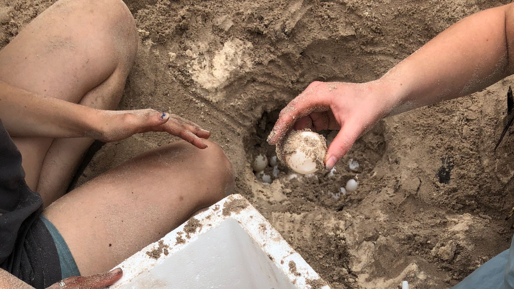 artenschutz-ueberwachung-meeresschildkroeten-gefaehrdet