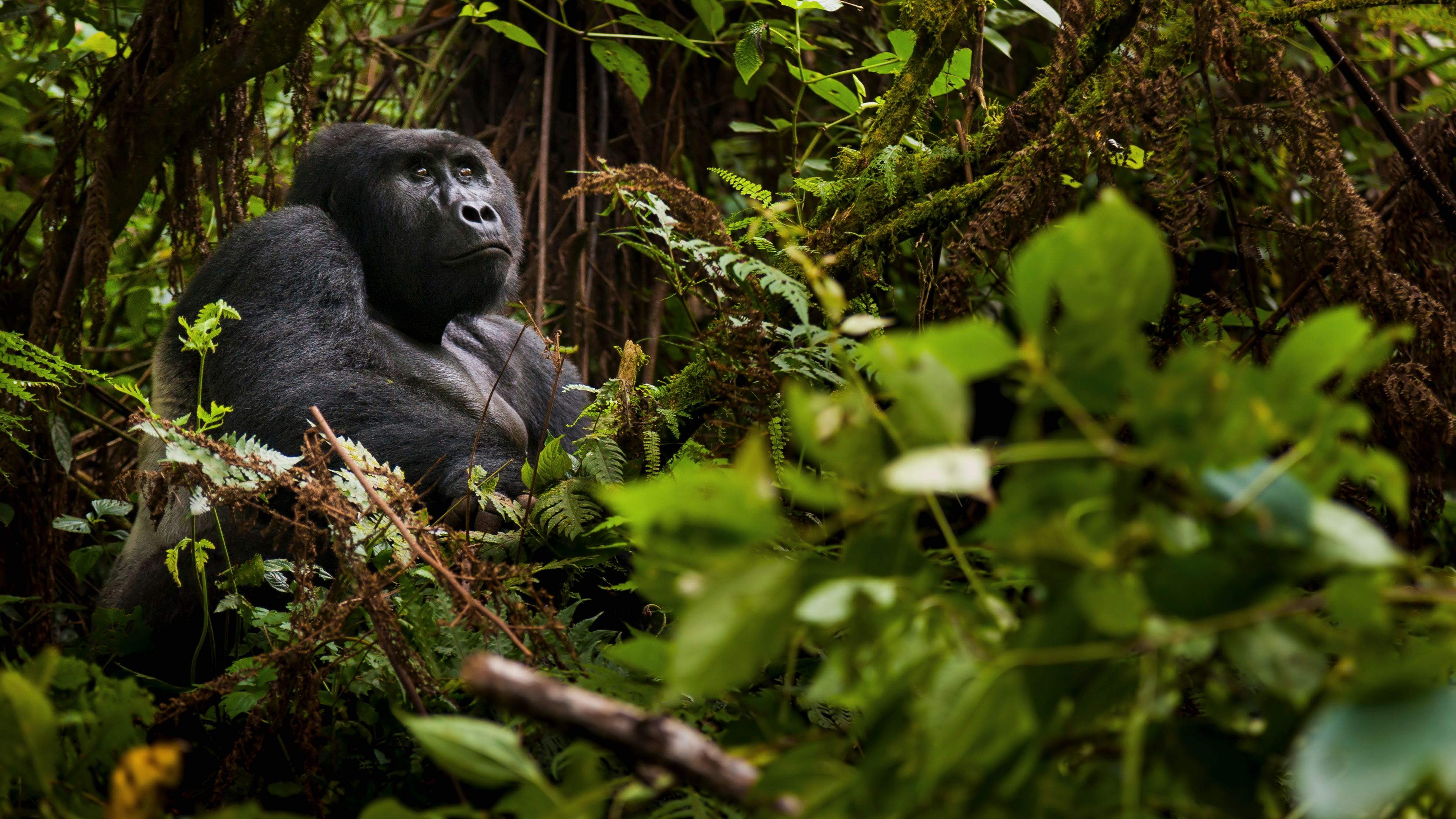 Gorilla male in the forest