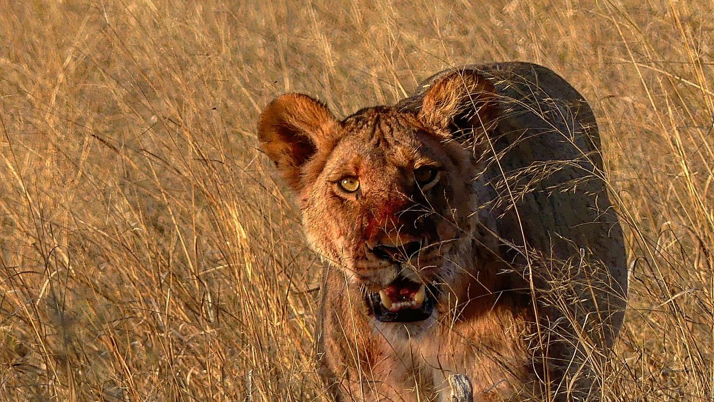 erfahrungsbericht-sabbatical-afrika-julian-private-wilderness-experience-botswana-loewe-natucate