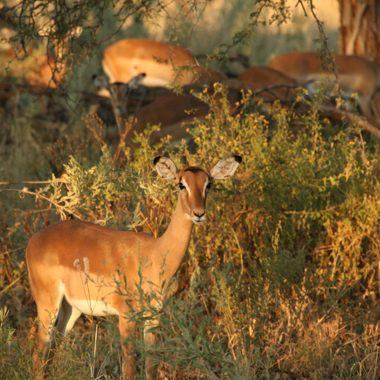 erfahrungsberichte-rangerkurse-suedafrika-field-guide-level-1-niklas-impala-natucate