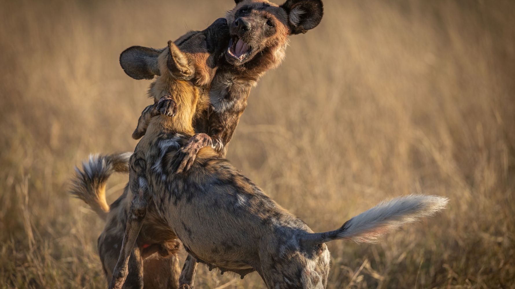 landingpage-rangerkurse-suedafrika-wildhunde-natucate