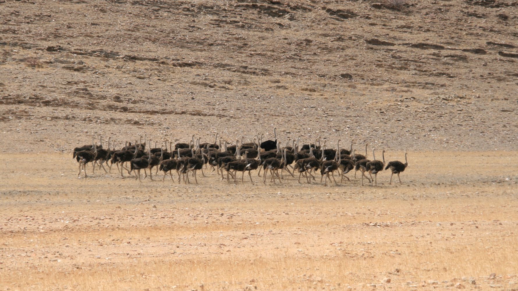 landingpage-safari-namibia-straussen-natucate