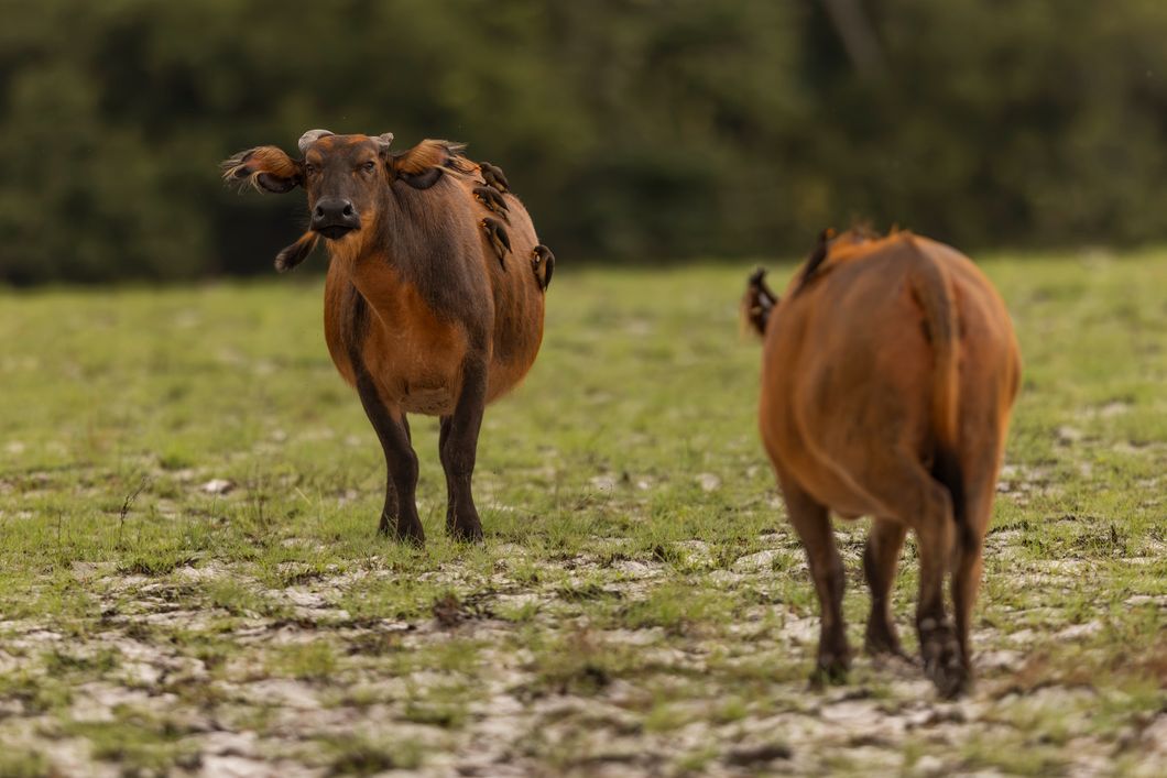 natucate-nature-travel-gabon-wilderness-trails-forest-bufallo