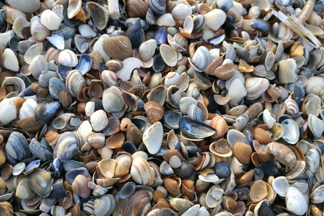Eine Ansammlung von Muscheln dient der Naturforschung waehrend eines Naturkurses in Florida