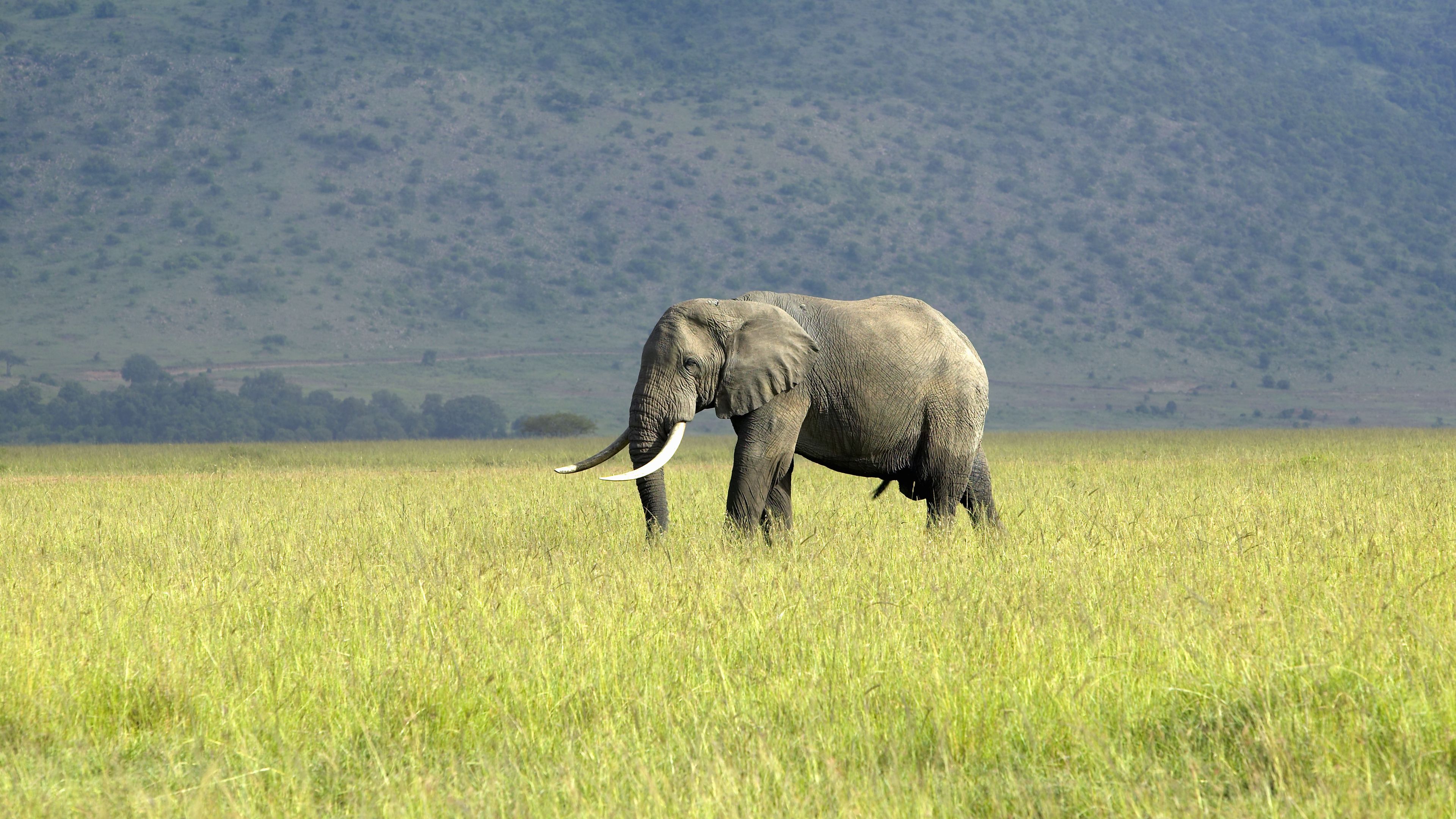Sichtung eines Elefanten, der durch die Steppe der Masai Mara wandert waehrend eines Rangerkurses