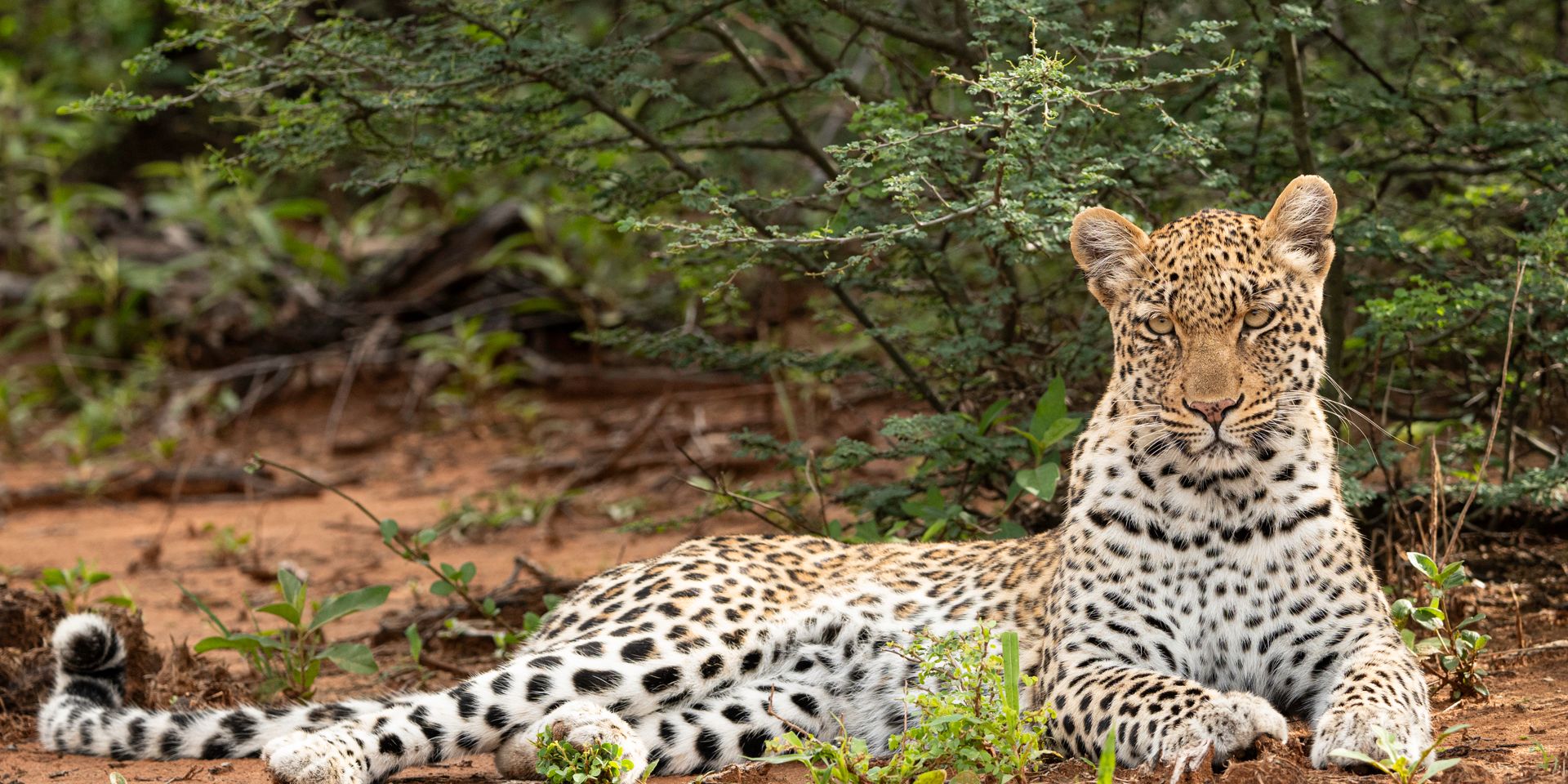 natucate-volunteering-south-africa-marataba-leopard