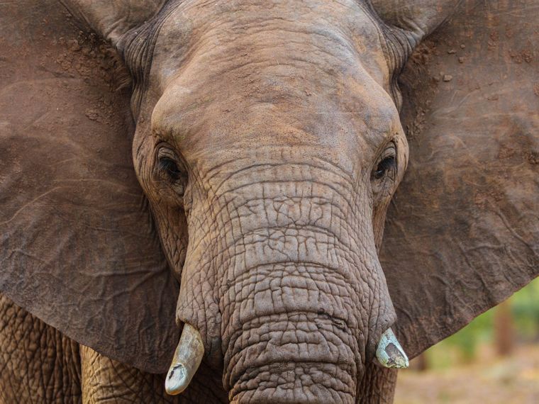 erlebnisreise-suedliches-afrika-erfahrungsbericht-ecoquest-kundenfotos-elefant-natucate