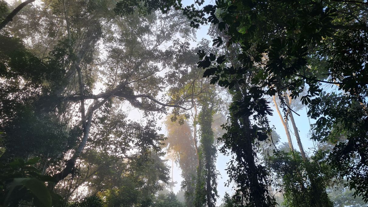Durch den dicht bewachsenen, grünen Amazonas Regenwald scheint blauer Himmel hindurch.