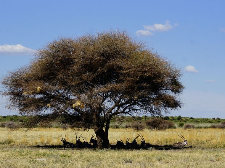 A herd of large antelopes from southern Africa has lain down in the shade of a tree.