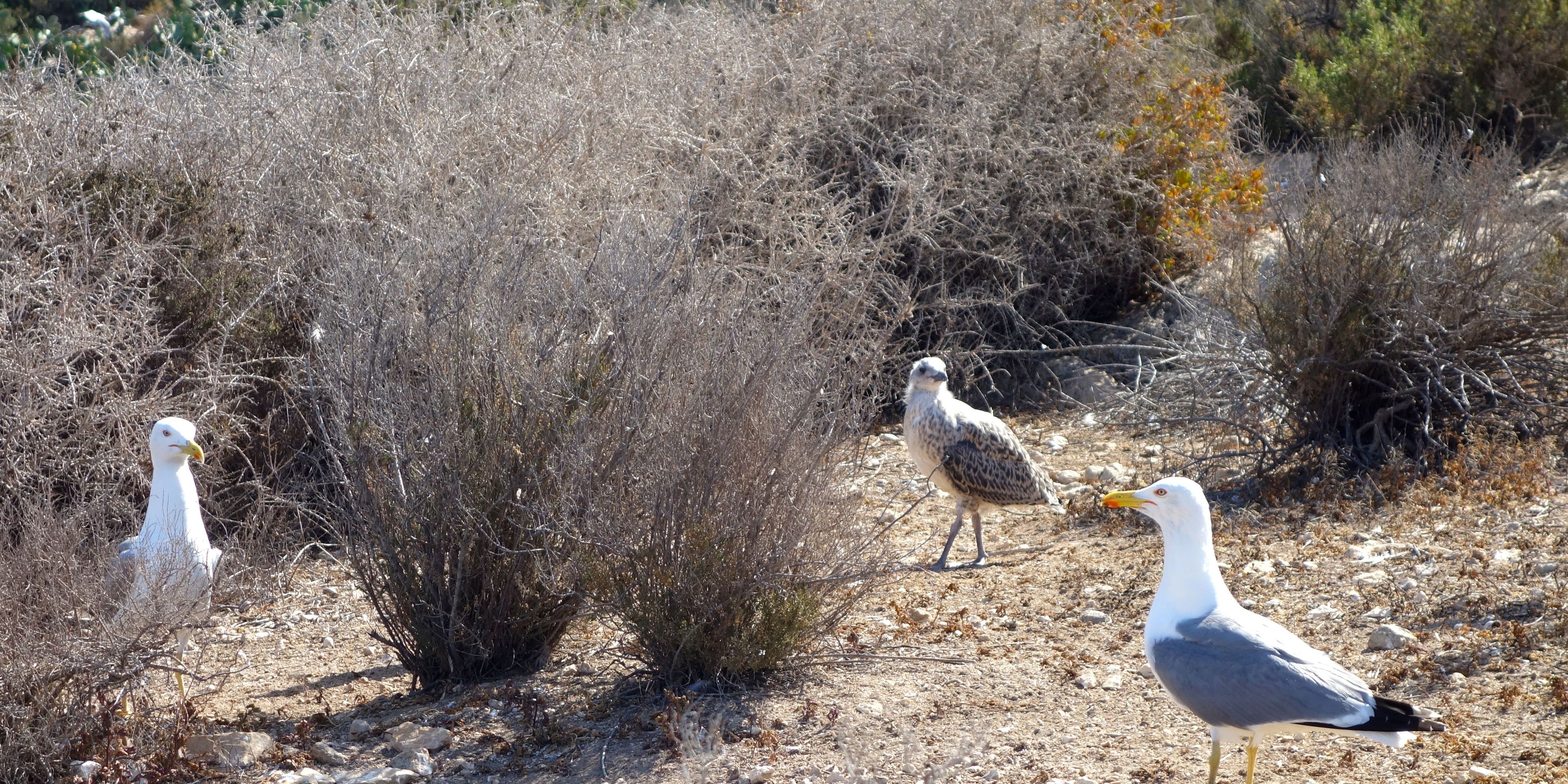 freiwilligenarbeit-spanien-denia-naturschutz-europa-voegel-natucate