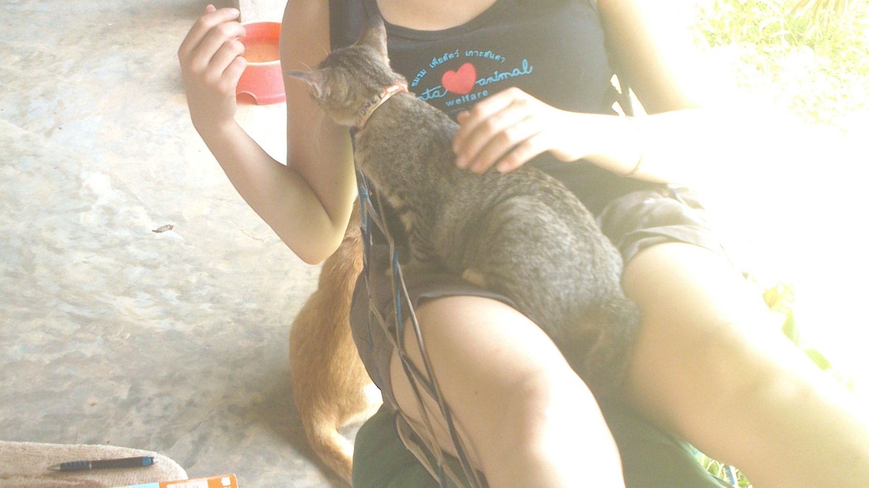 Volunteering in Thailand: Eine Freiwillige sitzt mit einer Katze in einer Haengematte
