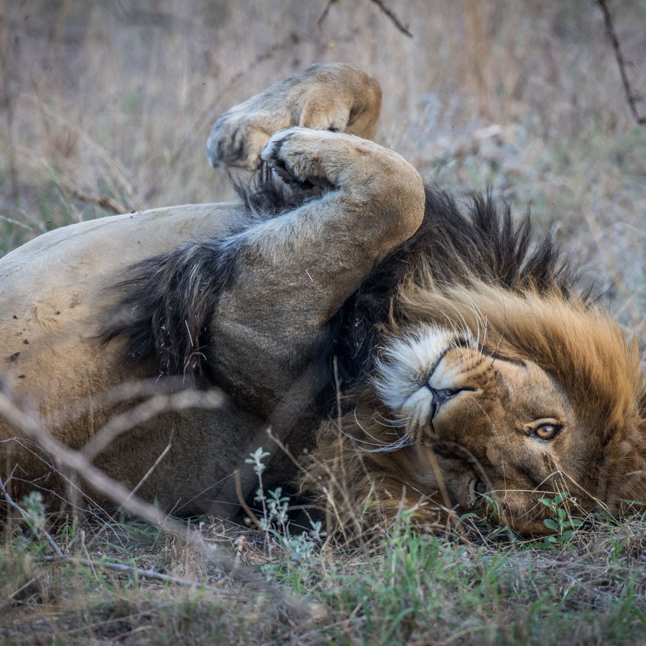 erfahrungsberichte-suedafrika-fgl1-rangerausbildung-kundenfotos-loewe-natucate