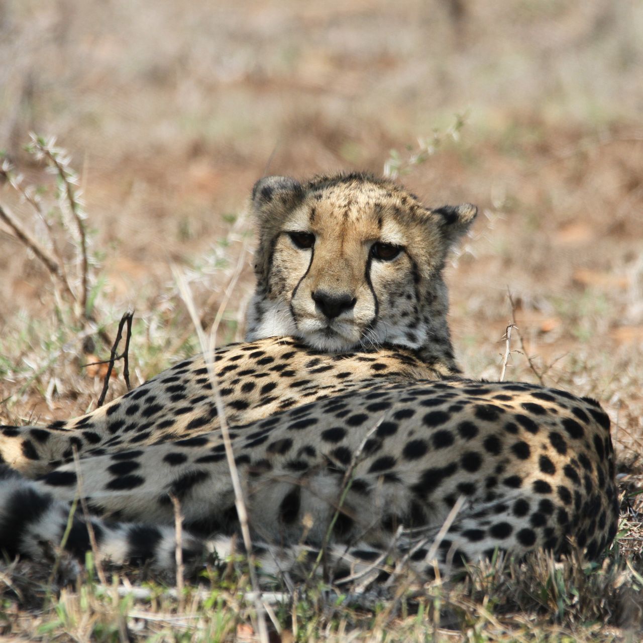 erfahrungsberichte-suedliches-afrika-field-guide-rangerkurs-gepard-natucate