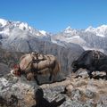 reiseorte-bhutan-lunana-tiere-berge-natucate