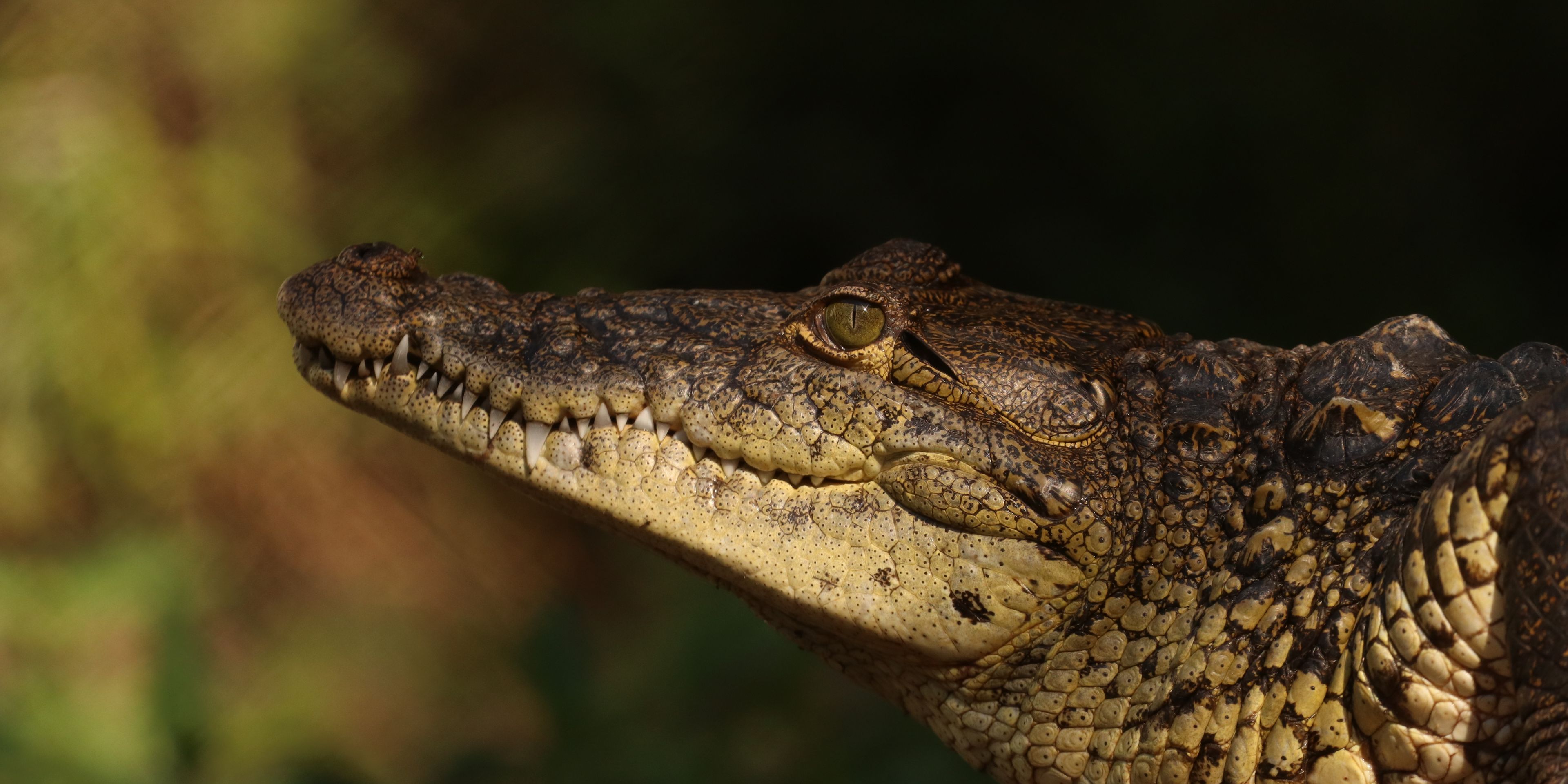 reisen-freiwilligendienst-guatemala-wildtierschutz-krokodil