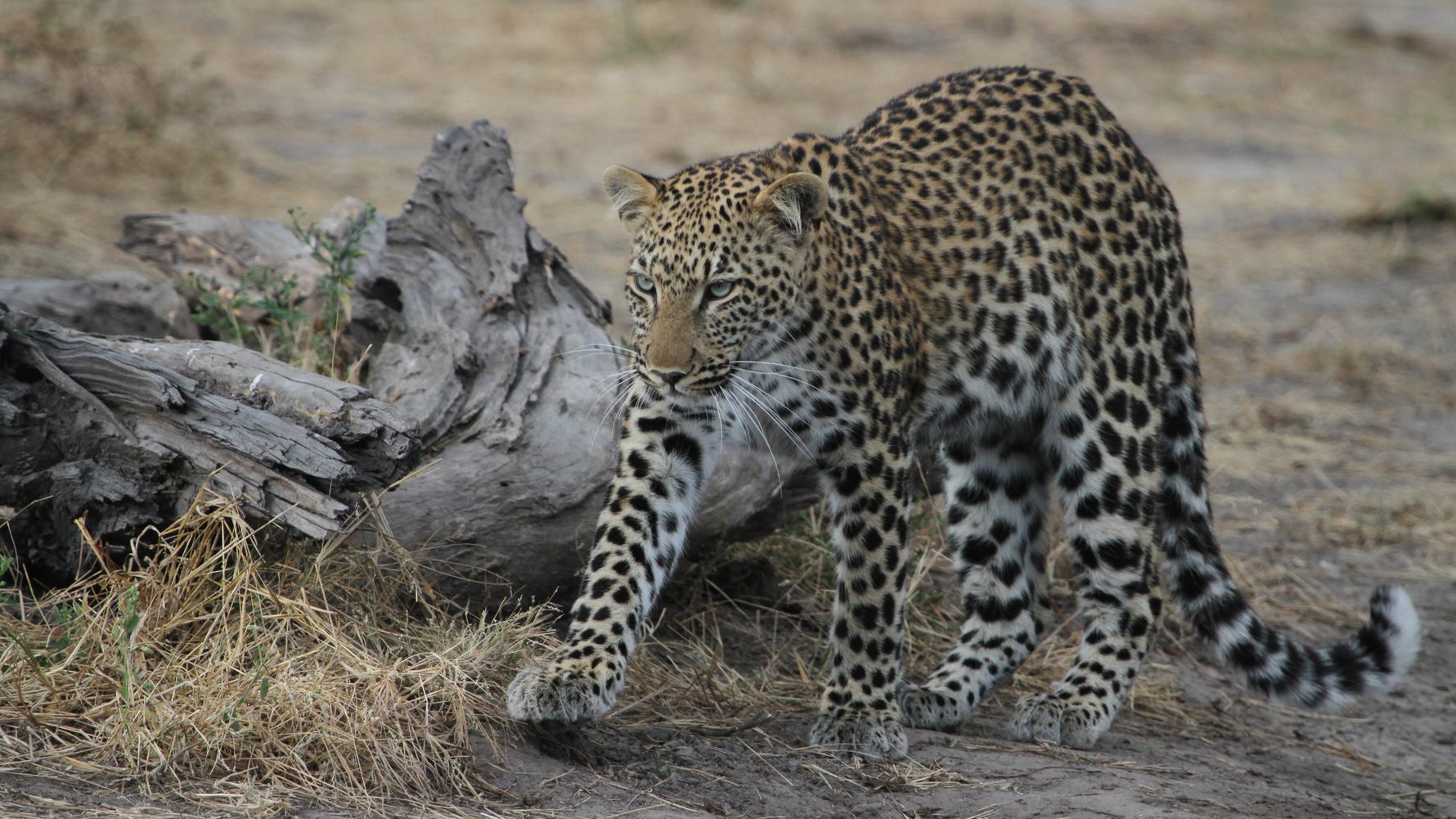 blog-ratgeber-fuenf-gruende-safari-botswana-leopard-natucate