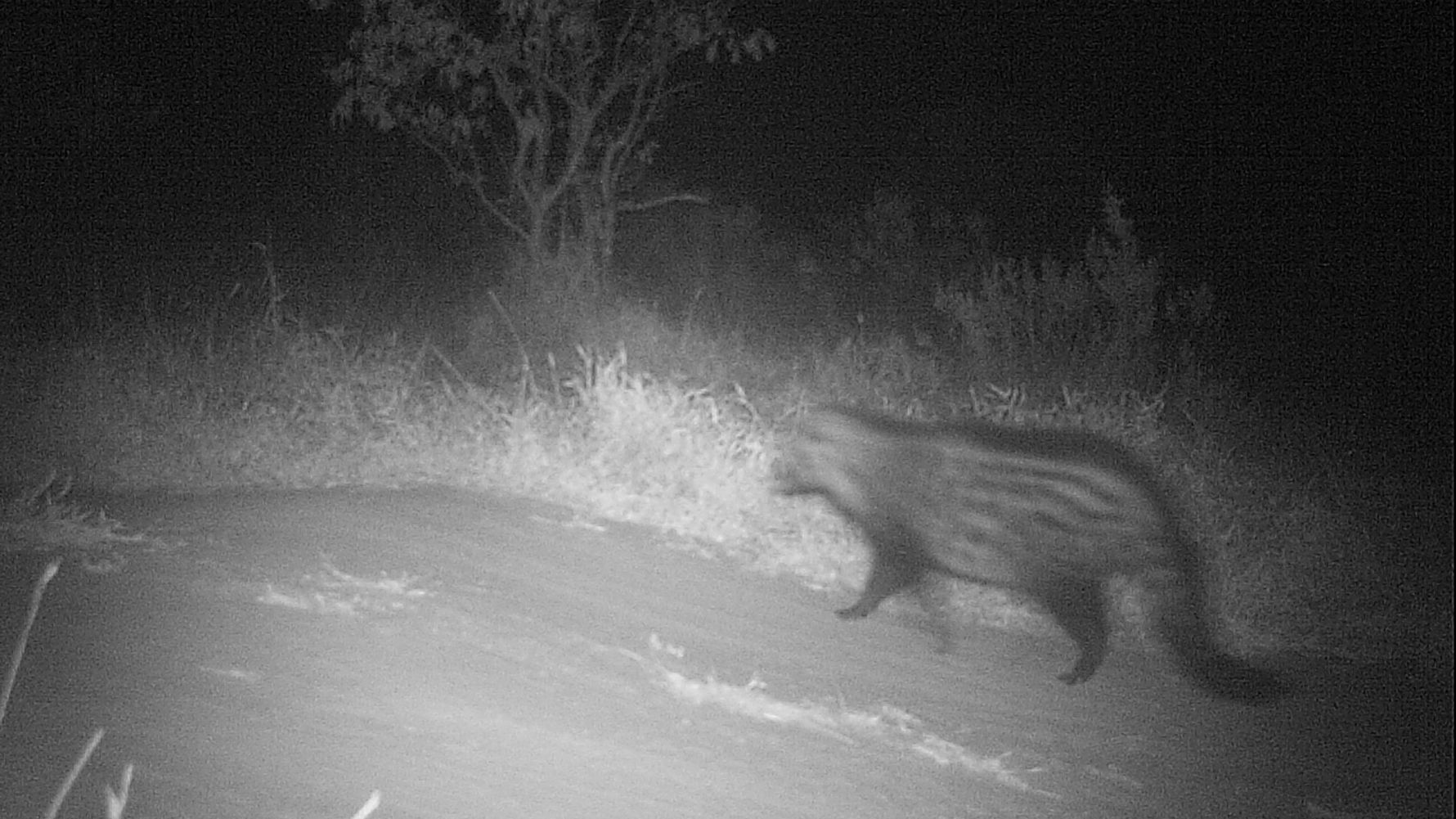 Zibetkatzen sind sehr leise und unaufaellig im Busch daher sind Kamerafallen oft das einzige Mittel sie zu sehen