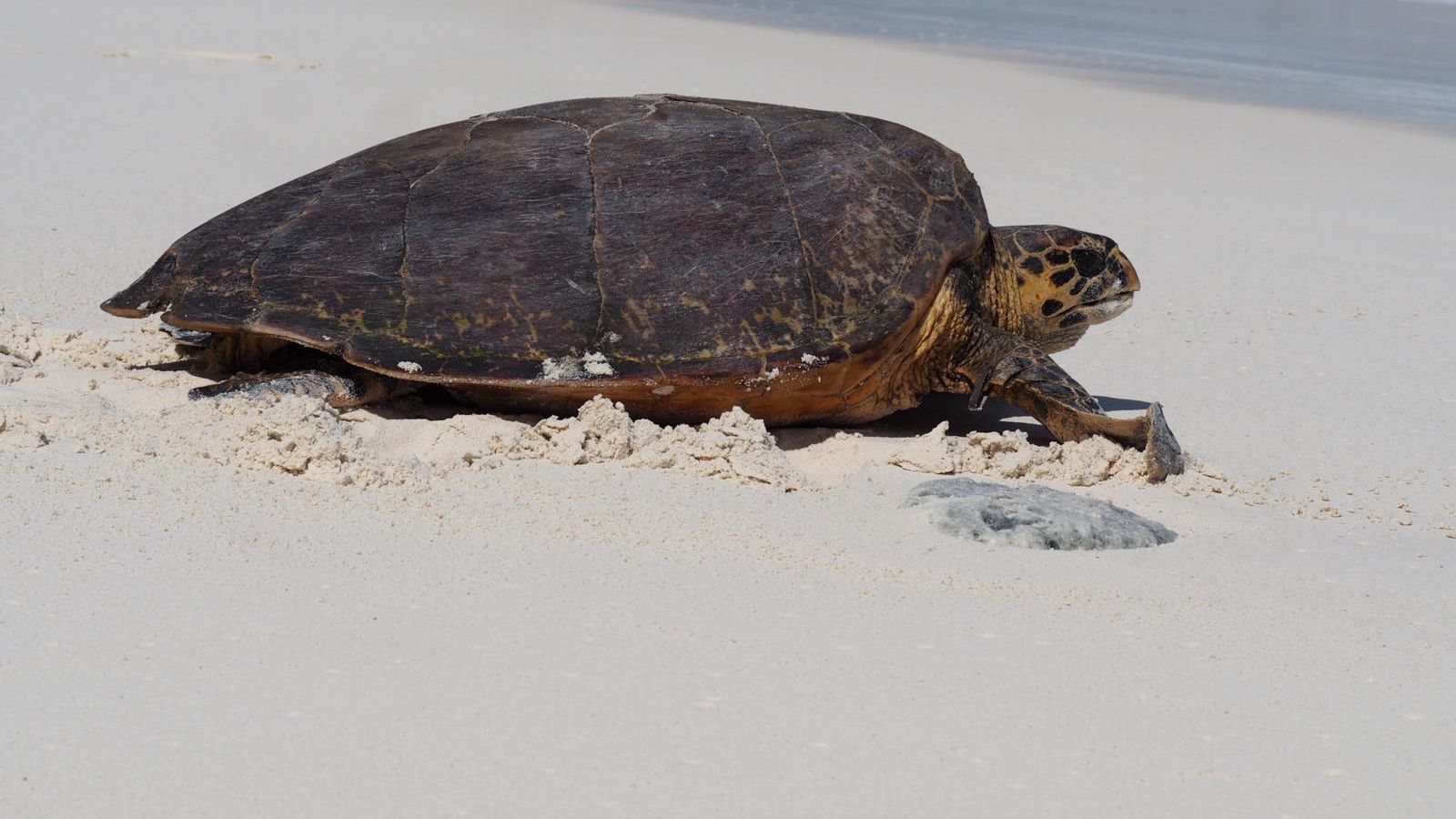 erfahrungsberichte-freiwilligenarbeit-seychellen-north-island-artenschutz-nancy-2-schildkroete-strand-natucate