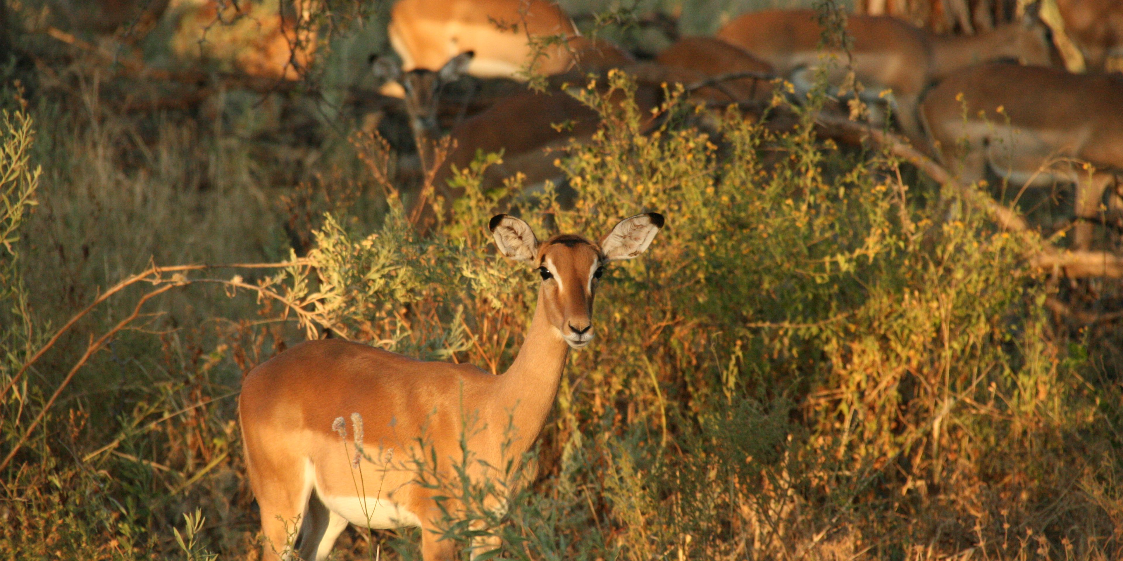 Eine Herde von Impalas streift durch den Busch Botswanas auf der Suche nach guten Futterstellen