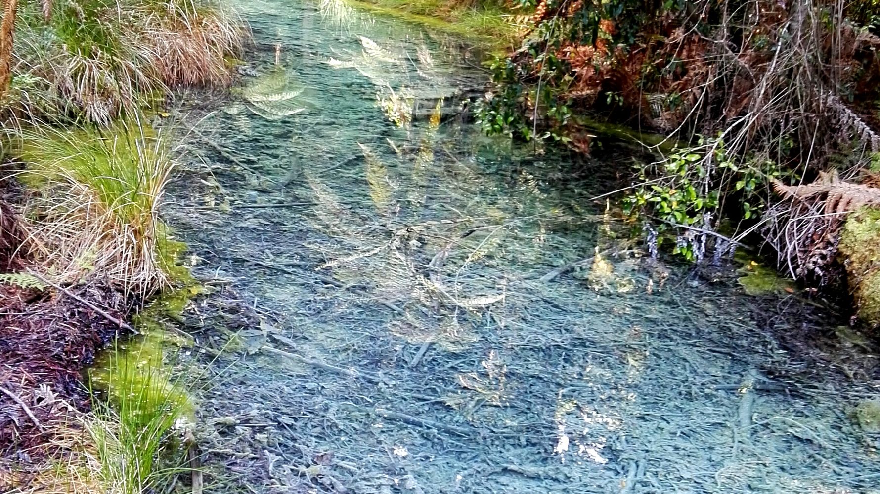 erfahrungsberichte-freiwilligenarbeit-neuseeland-naturschutz-kristina-wasser-fluss-natucate