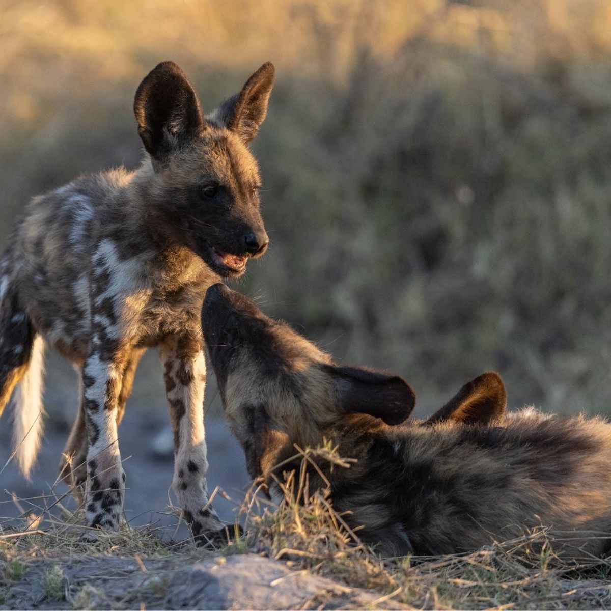 Zwei afrikanische Wildhund Welpen spielen gemeinsam in Botswana