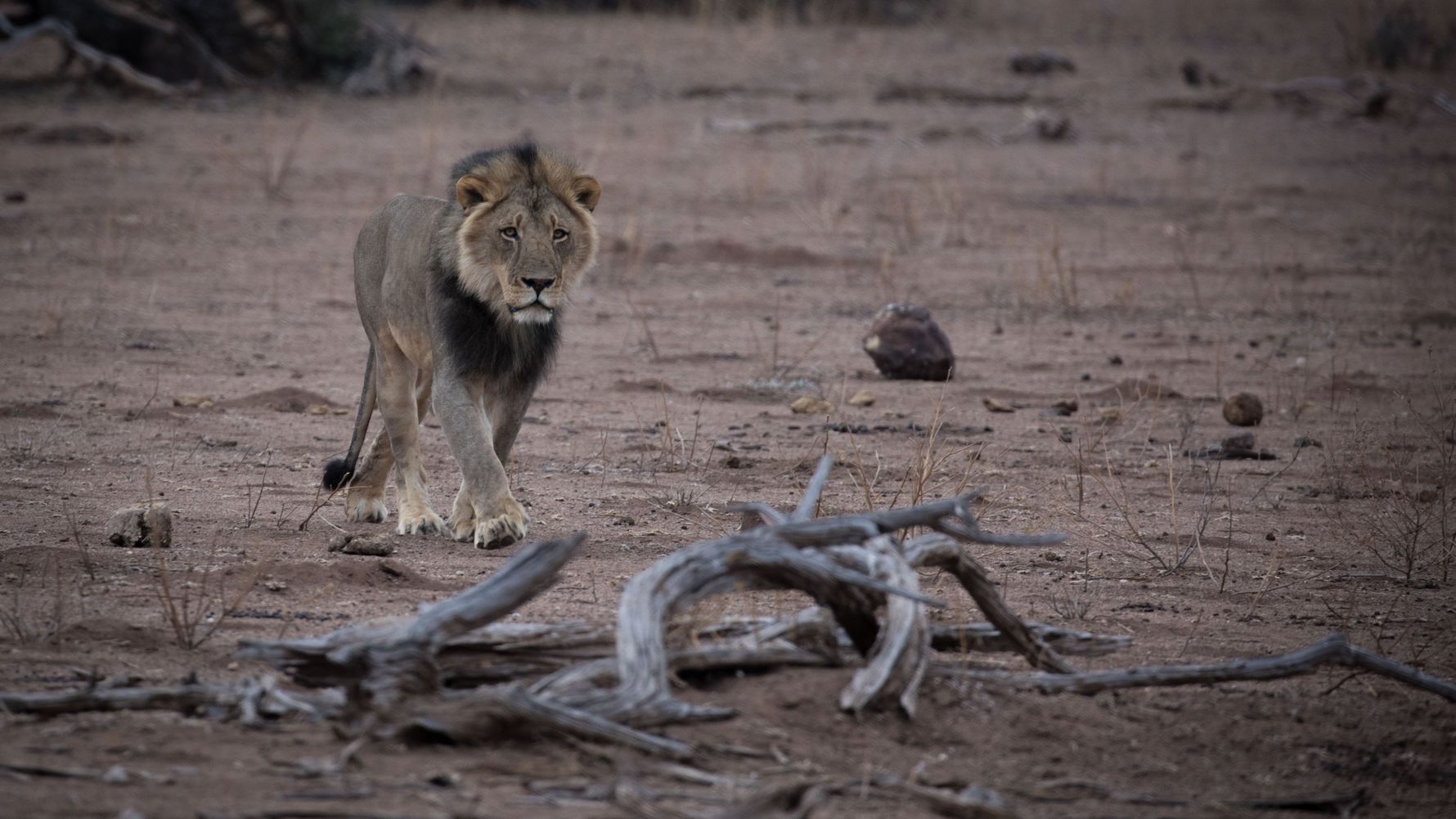 erfahrungsberichte-naturreise-afrika-private-wilderness-experience-matthias-loewe-natucate