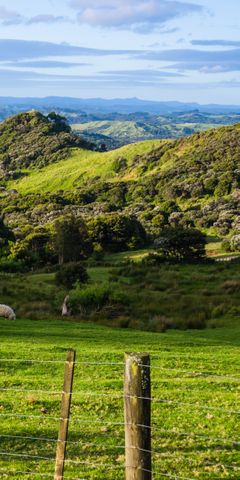 Blick ueber die gruene Huegellandschaft Neuseelands mit grasenden Schafen