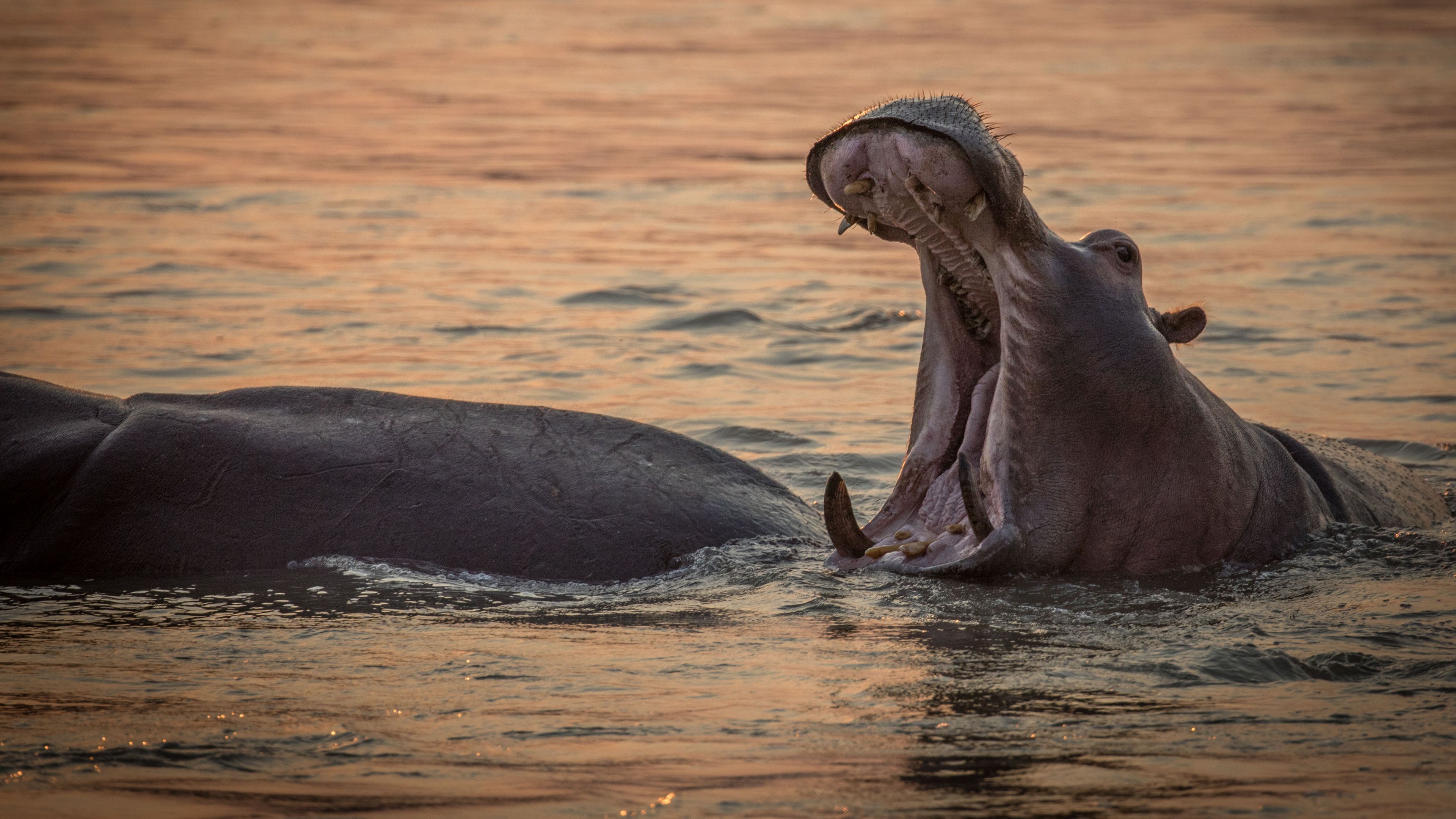 safari-botswana-okavango-delta-moremi-khwai-nilpferd-natucate