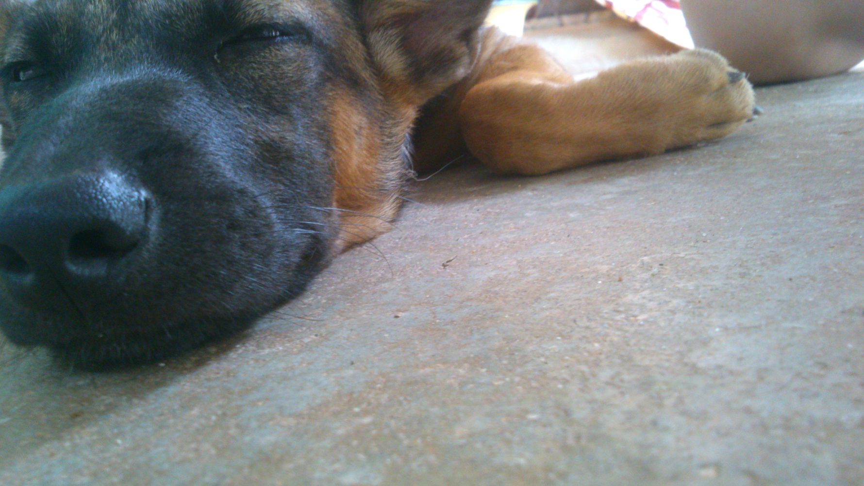 Volunteering in Thailand: Ein Hund schlaeft im Tierheim auf dem Boden