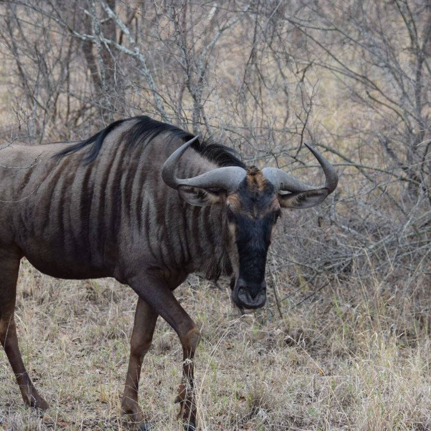 erfahrungsberichte-suedliches-afrika-pfg-rangerausbildung-gnu-natucate