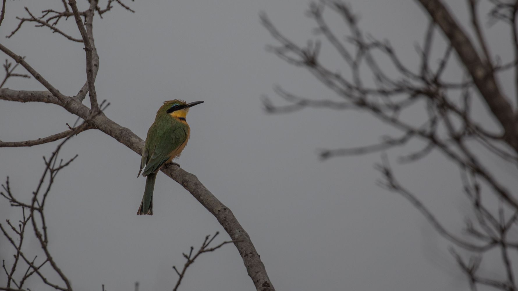 birding-vogelkunde-blog