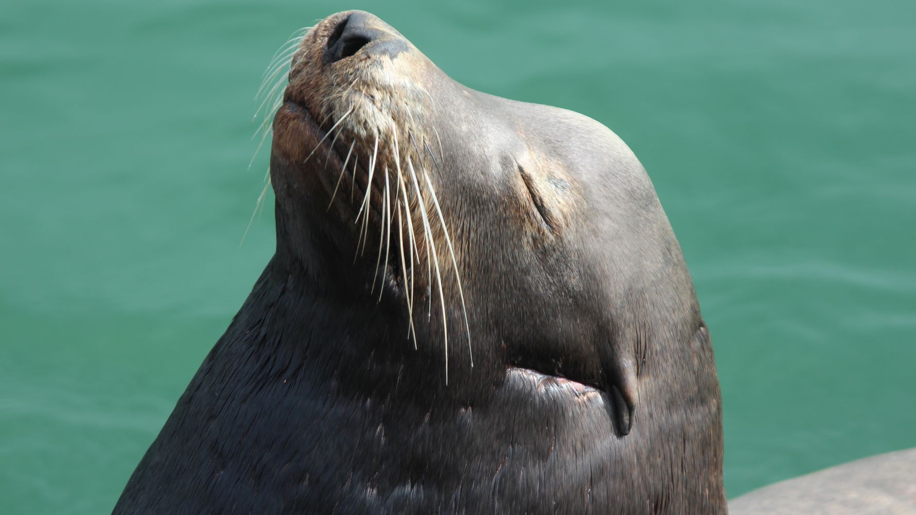 Sabbatical in Kalifornien: Eine Robbe reckt den Kopf in den Himmel