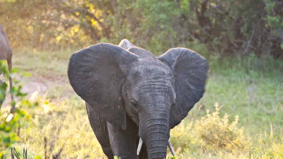 unterschied-asiatischer-afrikanischer-elefanten-naturwissen