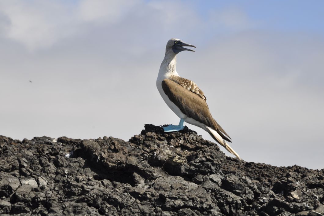 natucate-freiwilligendienst-ecuador-artenschutz-blaufusstoelpel