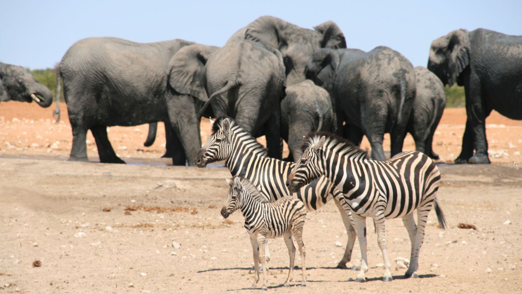 landingpage-safari-namibia-etosha-nationalpark-elefanten-zebras-natucate
