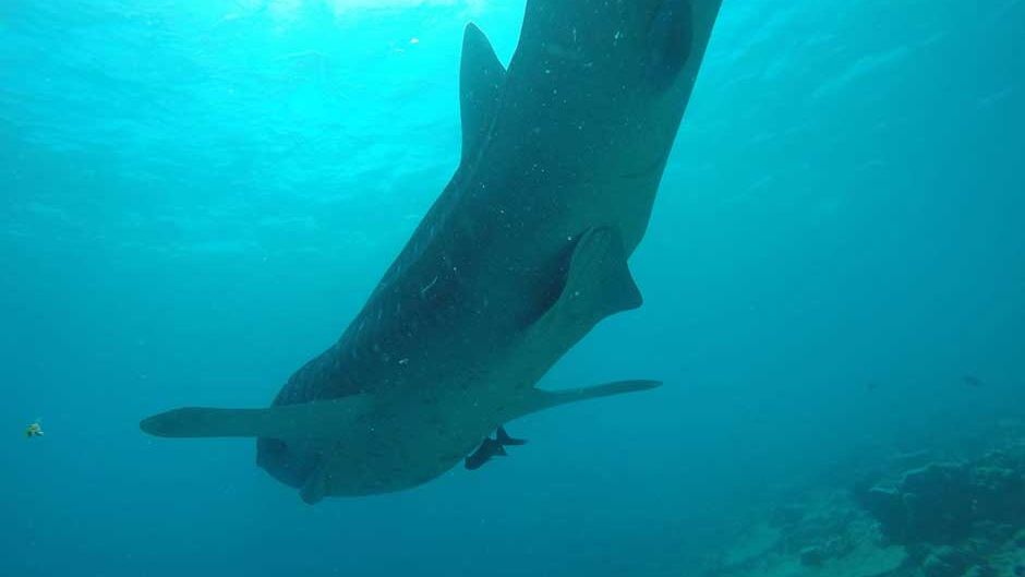 freiwilligenarbeit-malediven-artenschutz-walhai-projektbesuch