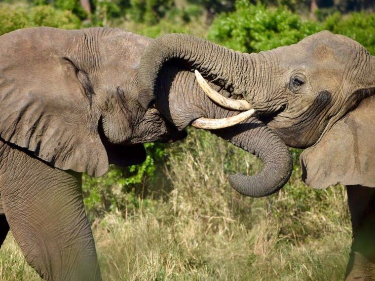 erfahrungsberichte-frewilligenarbeit-suedafrika-zululand-artenschutz-mario-elefant-herde-natucate