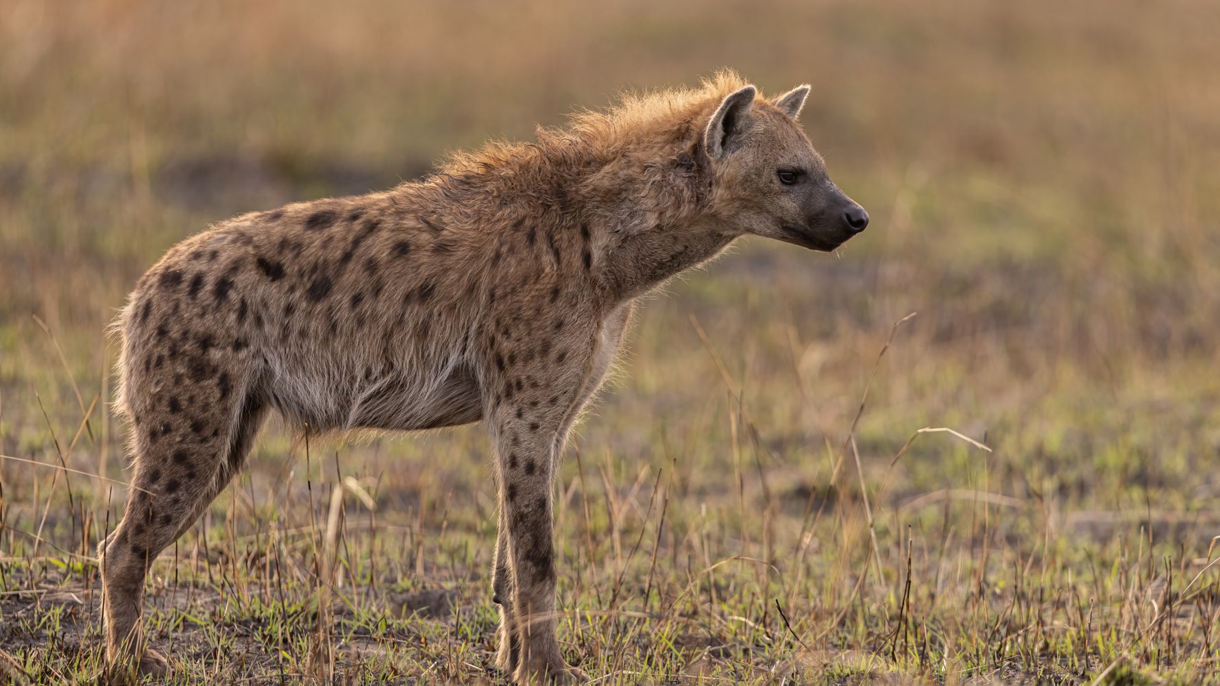 Hyena
