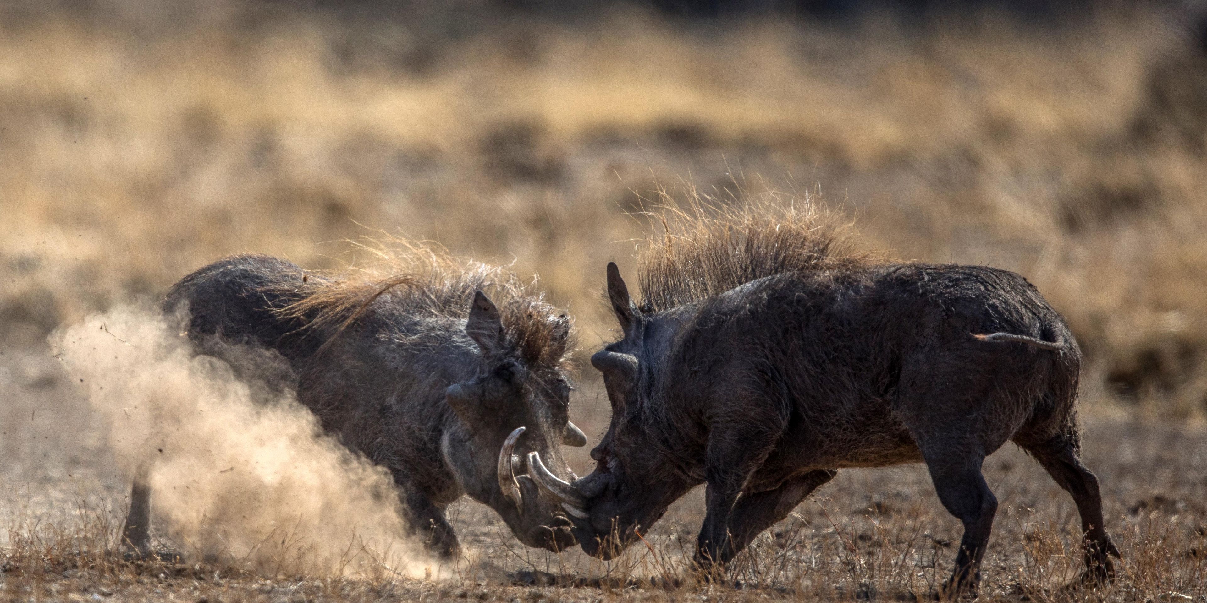 natur-und-rangerkurs-kenia-field-guide-level1-warzenschweine-natucate