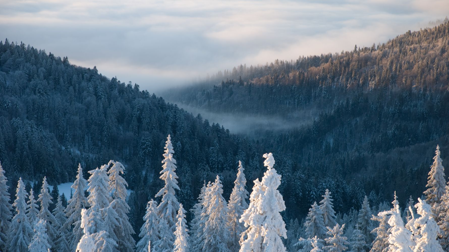 Landscapes in Slovakia: Snow-covered trees of a mighty forest