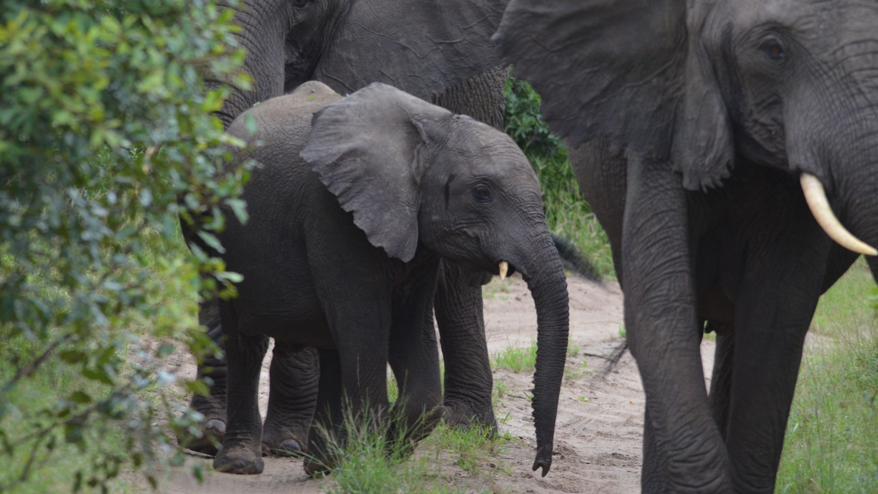 freiwilligenarbeit-natucate-suedafrika-elefant