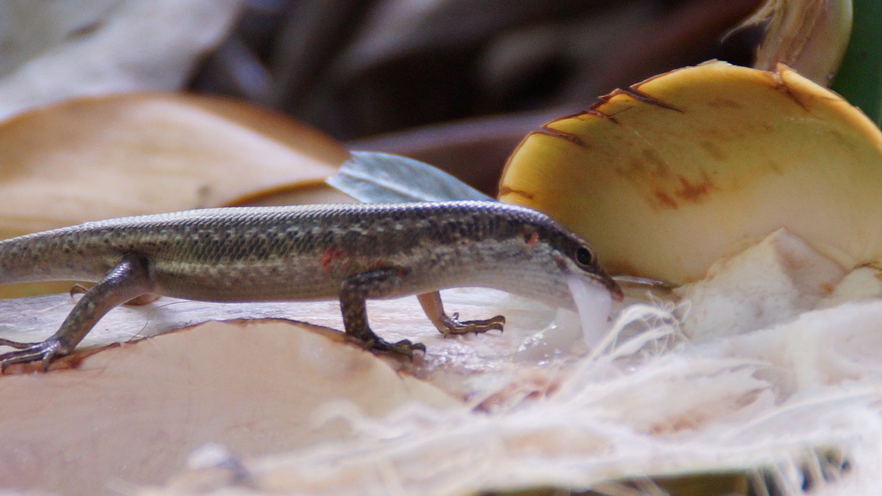 freiwilligenarbeit-seychellen-erfahrungsbericht-artenschutz-kundenfotos-reptil-natucate