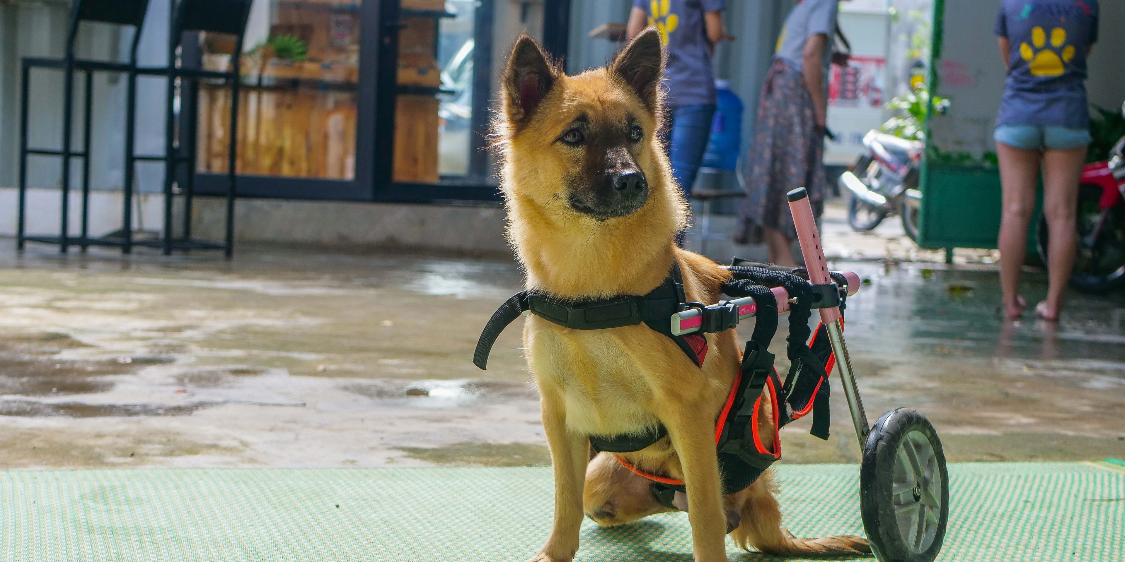 freiwilligenarbeit-vietnam-da-nang-tierschutz-hund-tierschutzzentrum-natucate