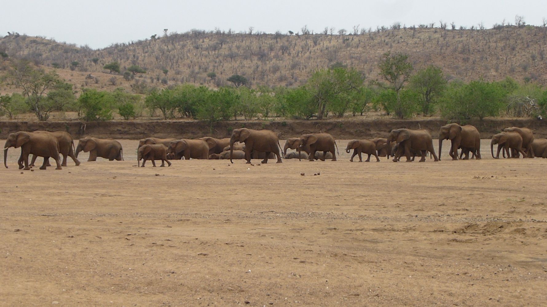 erfahrungsberichte-suedliches-afrika-fgl1-rangerausbildung-elefanten-natucate