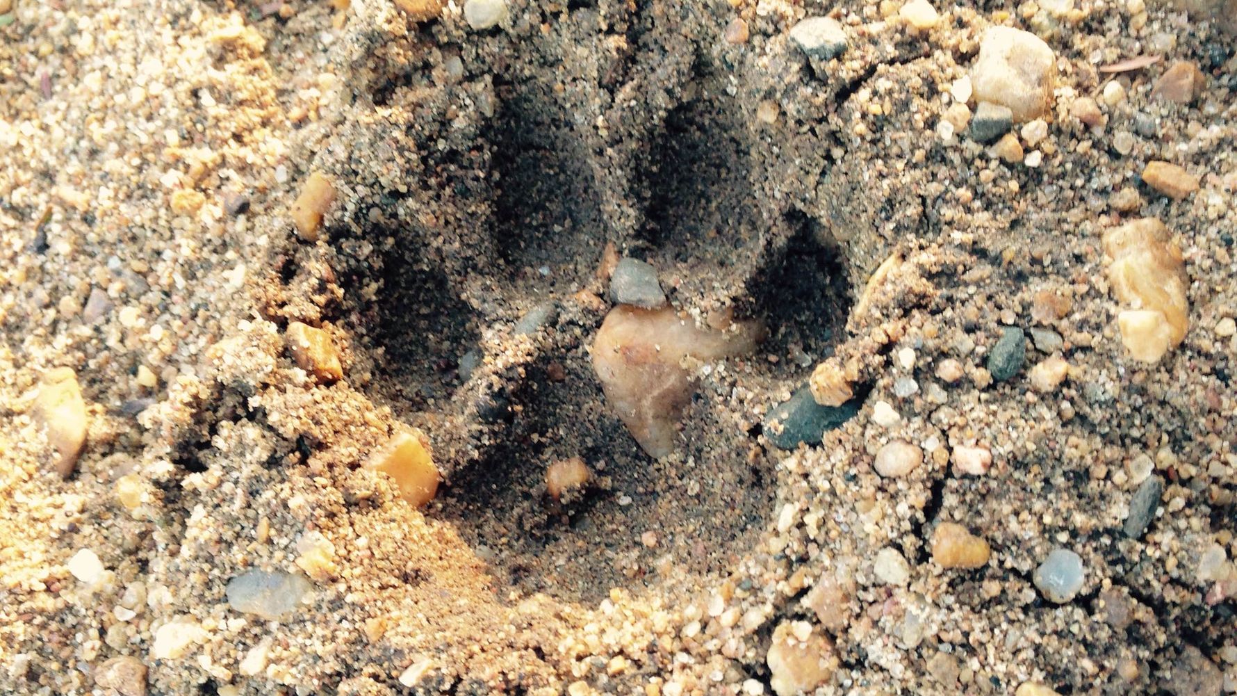 erfahrungsberichte-suedafrika-rangerausbildung-tierspuren-natucate