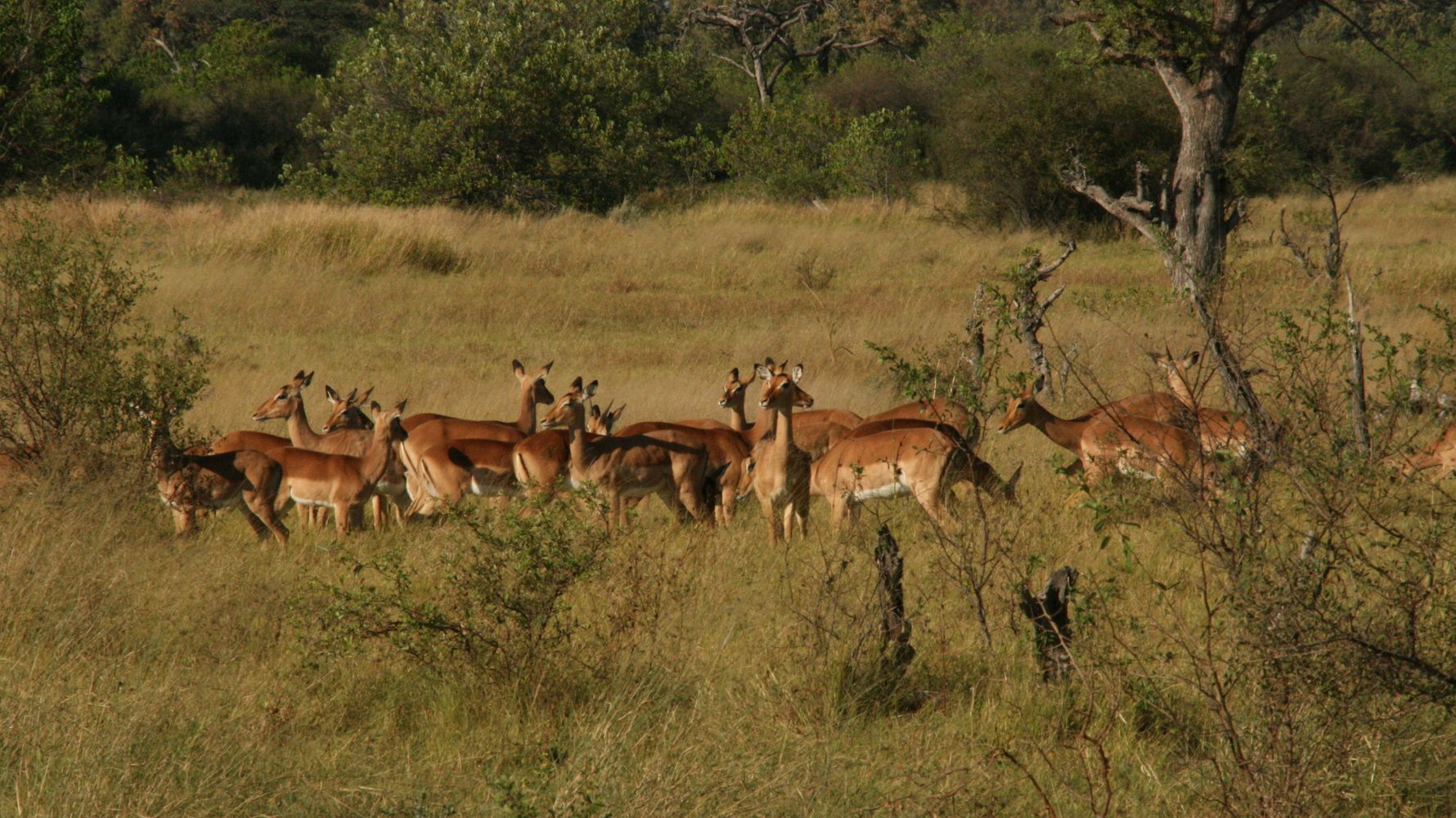 erfahrungsberichte-rangerkurse-botswana-field-guide-grundausbildung-birgit-impalas-natucate