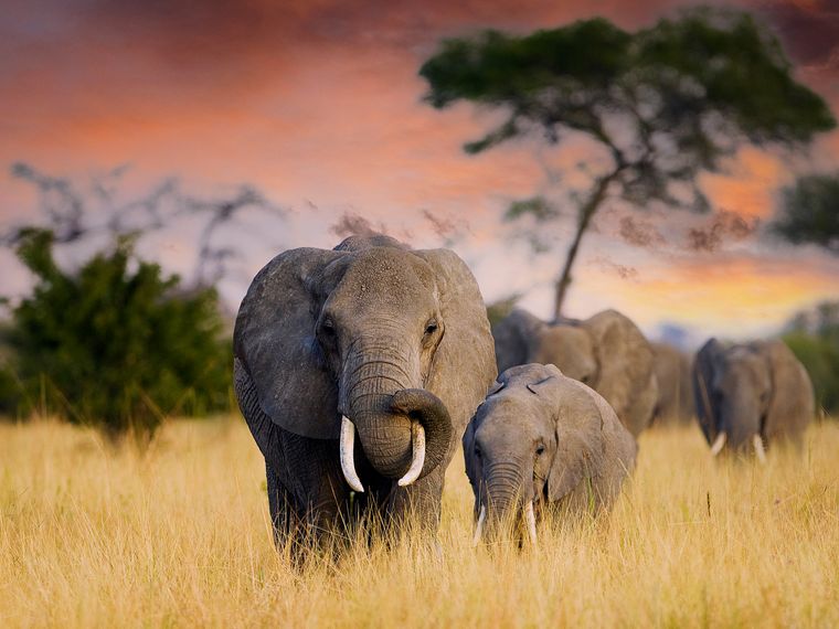 natucate-blog-news-anniversary-cover