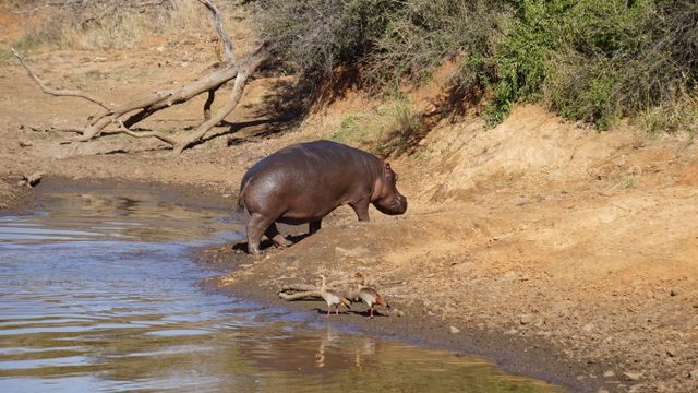 erfahrungsberichte-suedliches-afrika-fgl1-rangerausbildung-flusspferd-natucate